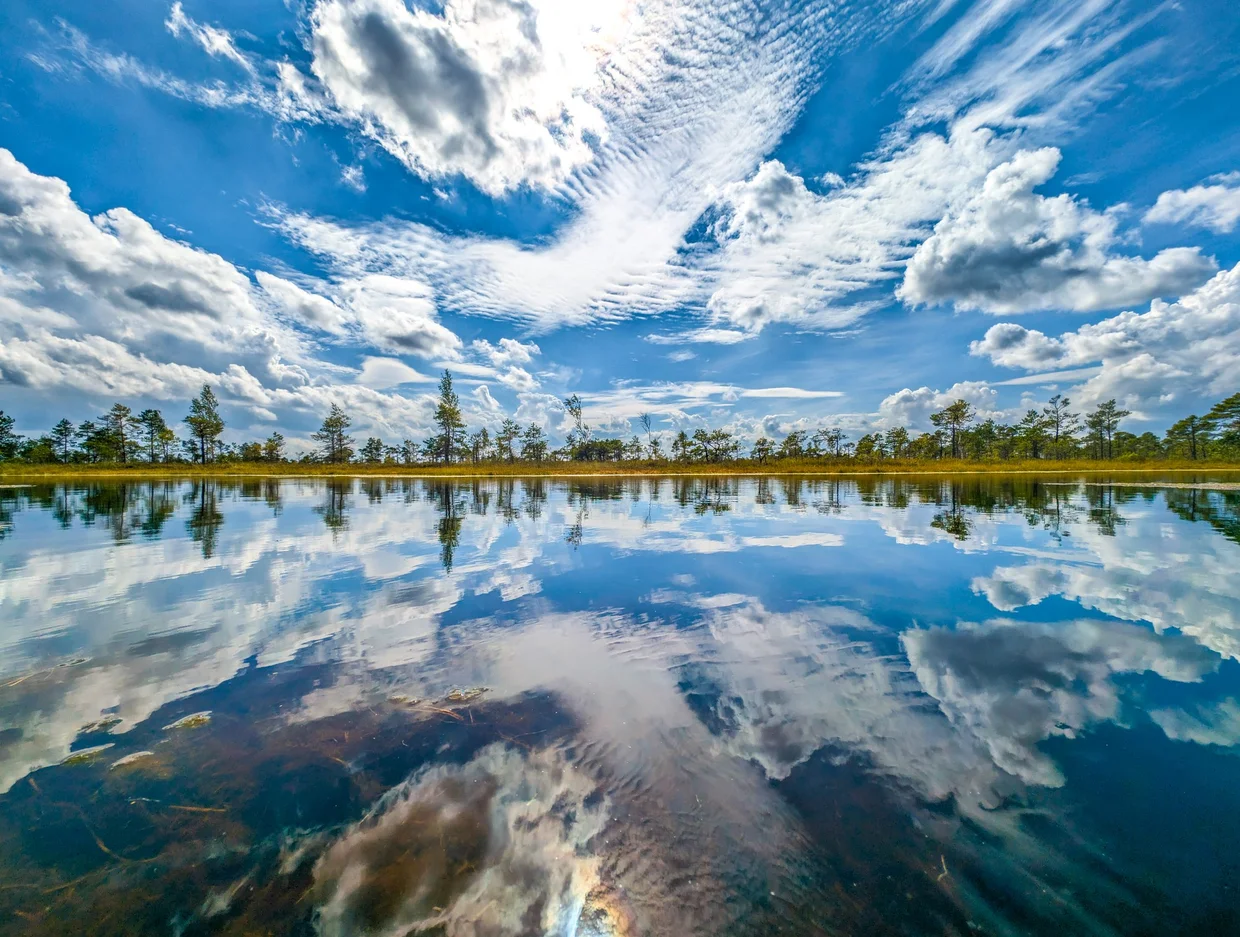 Mirror-calm bog lake reflecting clouds in Ķemeri National Park, Latvia