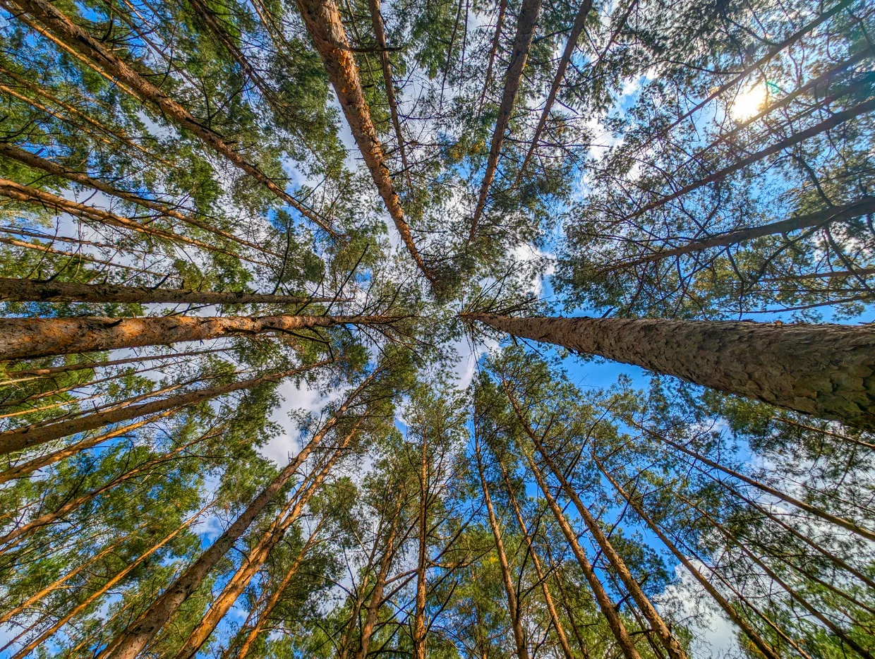 Looking straight up through a circle of tall pine trees to blue sky