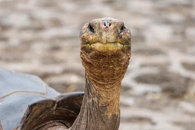 Galápagos giant tortoise