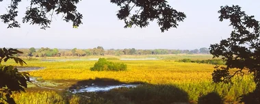 Kasanka Bat Migration