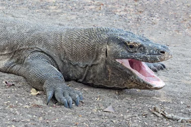 Komodo dragon on Komodo Island, Indonesia
