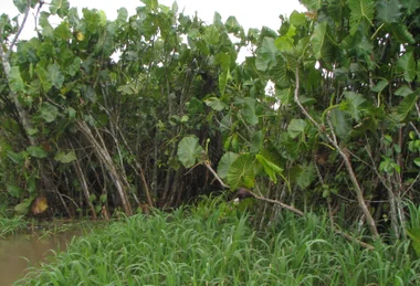 Mamiraua Reserve