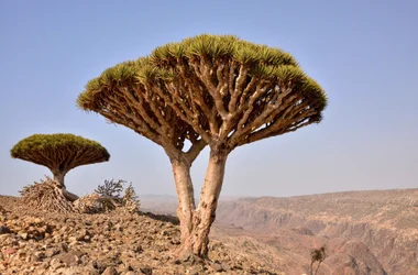 Dragon's blood tree on Socotra