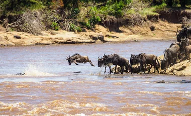 The Great Migration