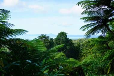 Daintree Rainforest