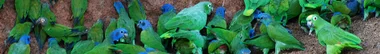 Yasuni National Park