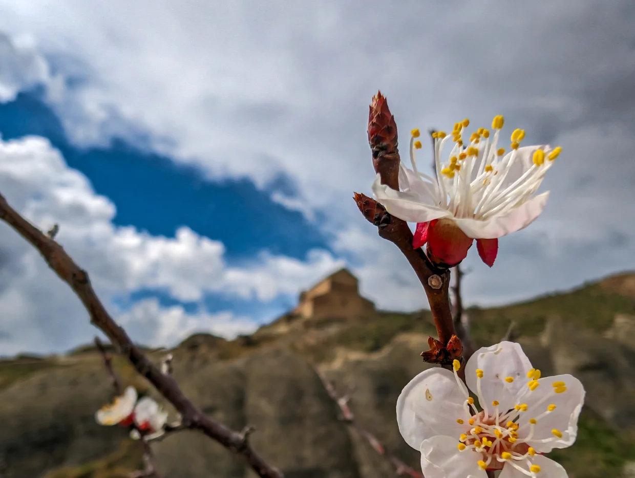 Almond blossom in the foreground, Uplistsikhe church behind