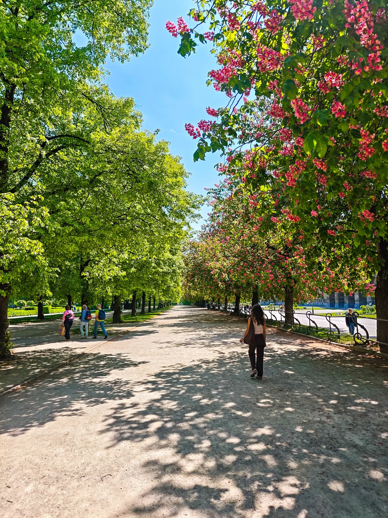 Tree-lined gravel path through the Hofgarten with pink chestnut blossoms