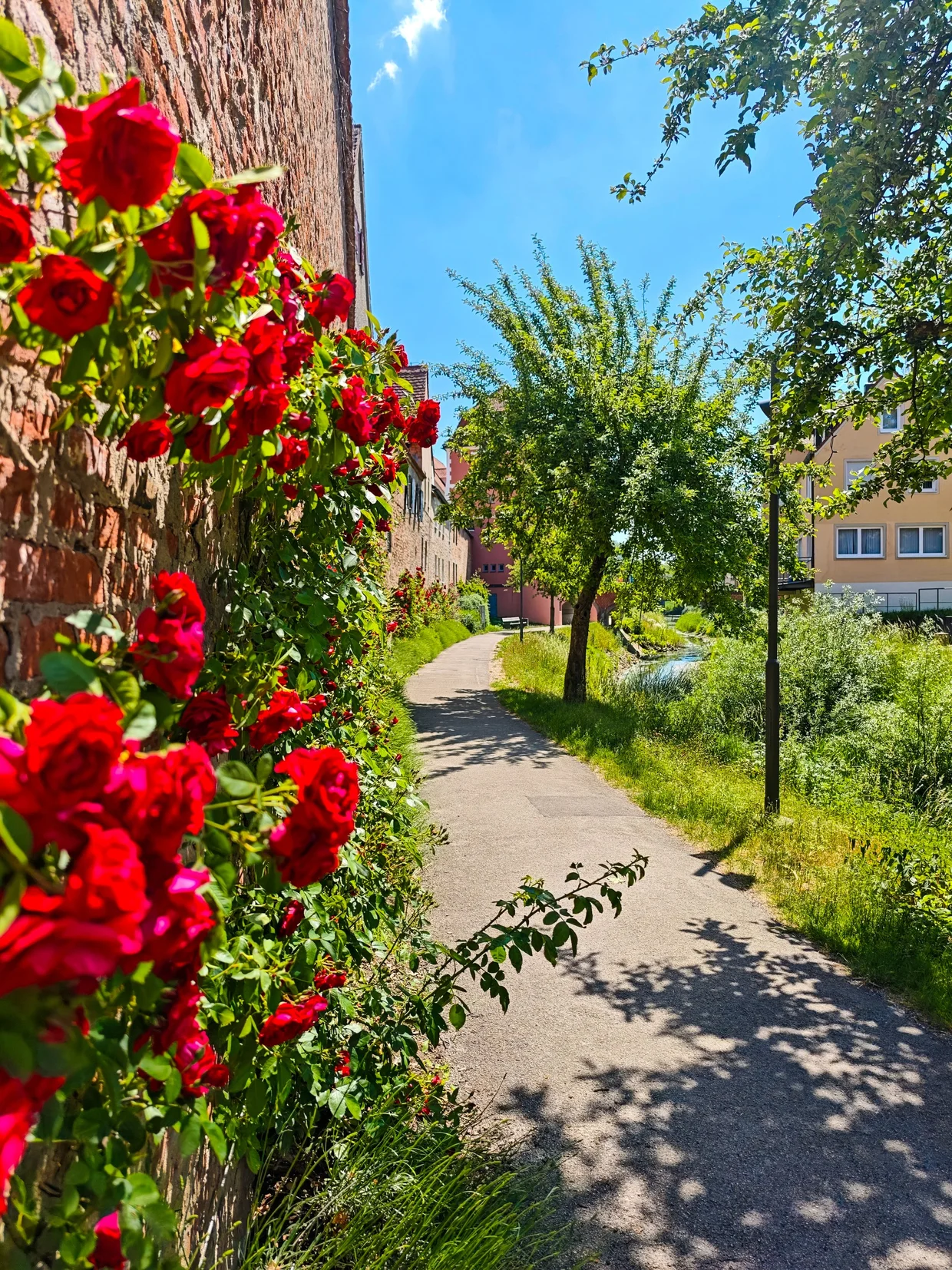 Red roses on the city wall