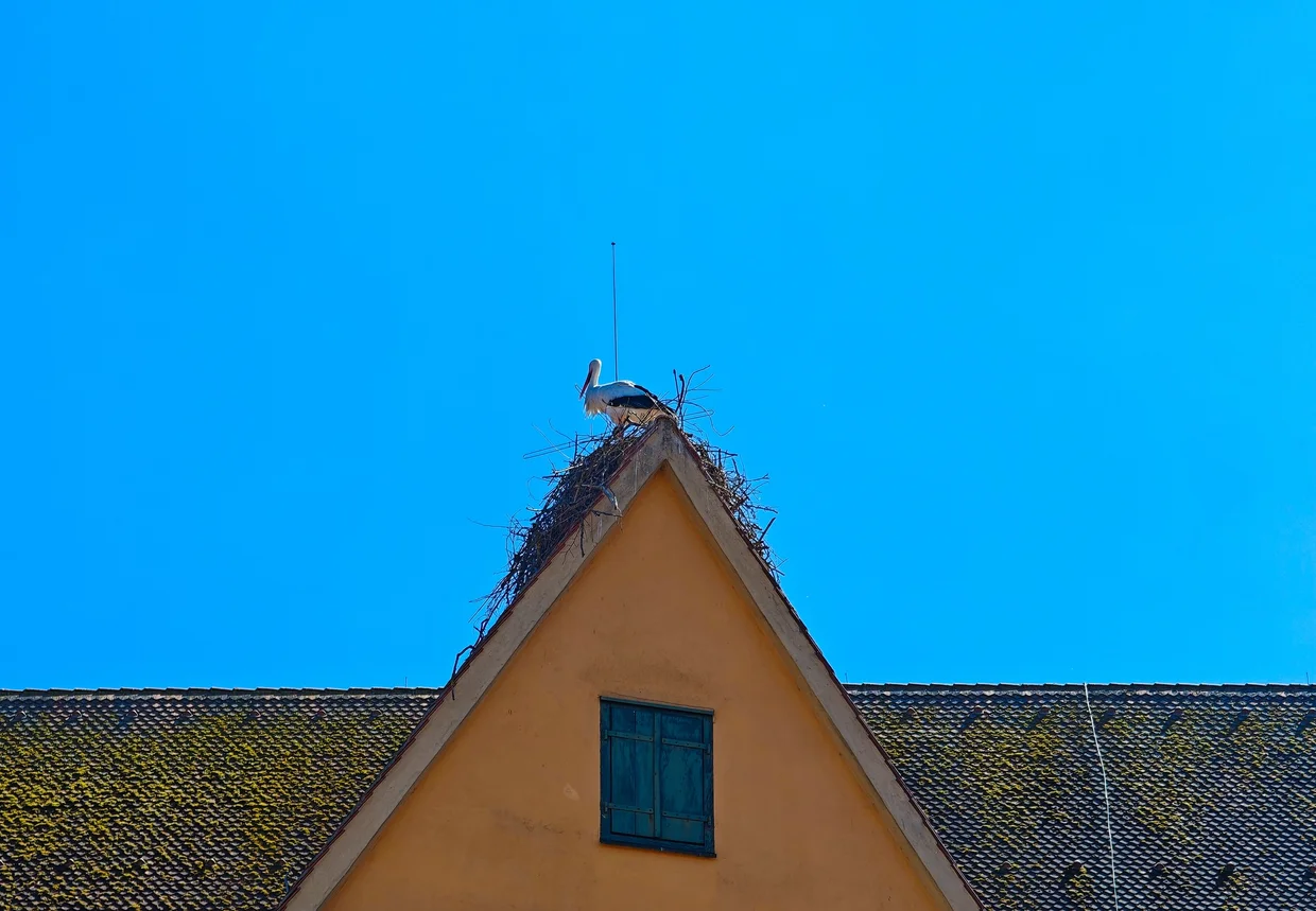 Stork on a nest, Dinkelsbuhl rooftop