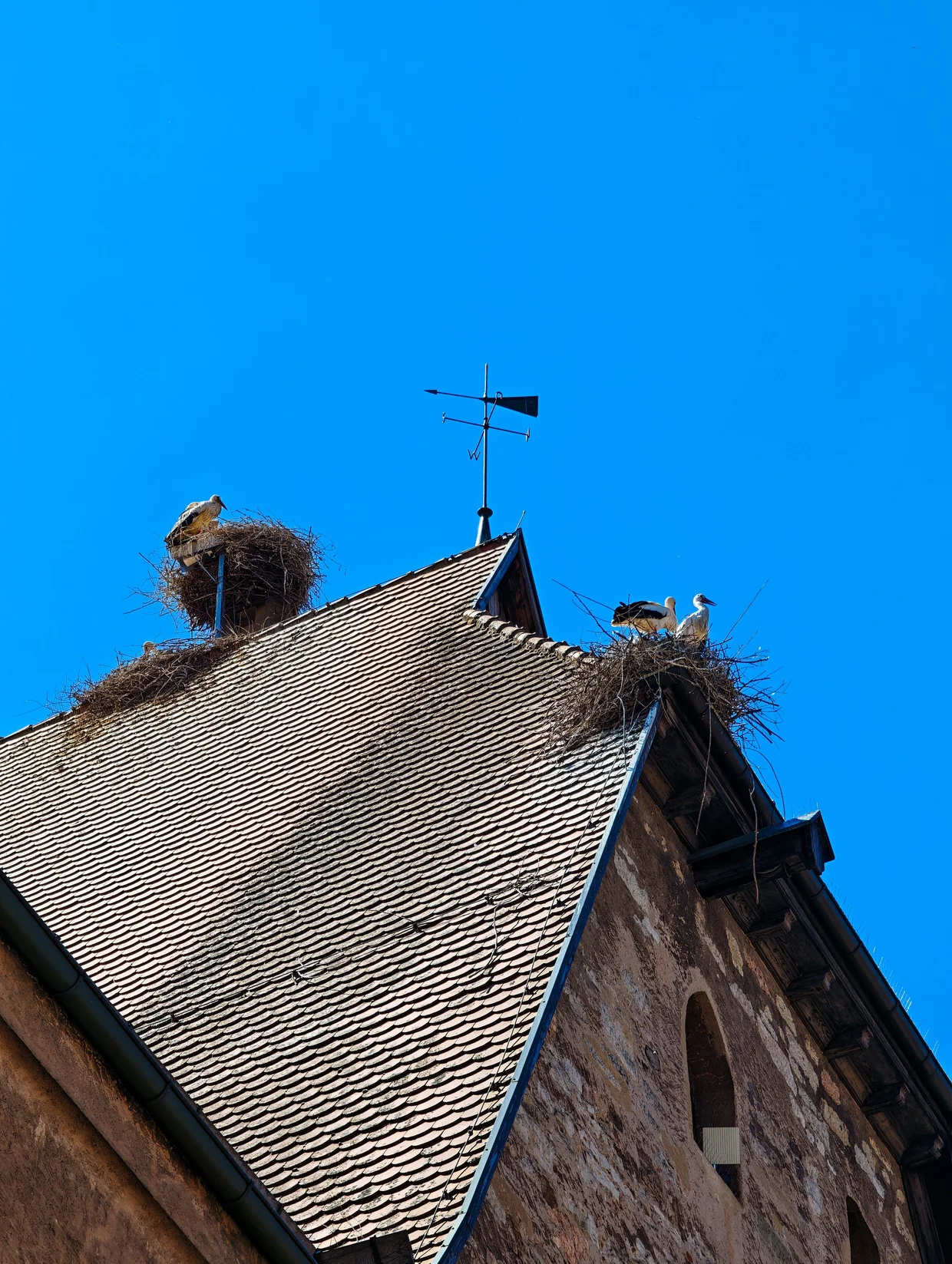 Two storks at St-Georg, Dinkelsbuhl