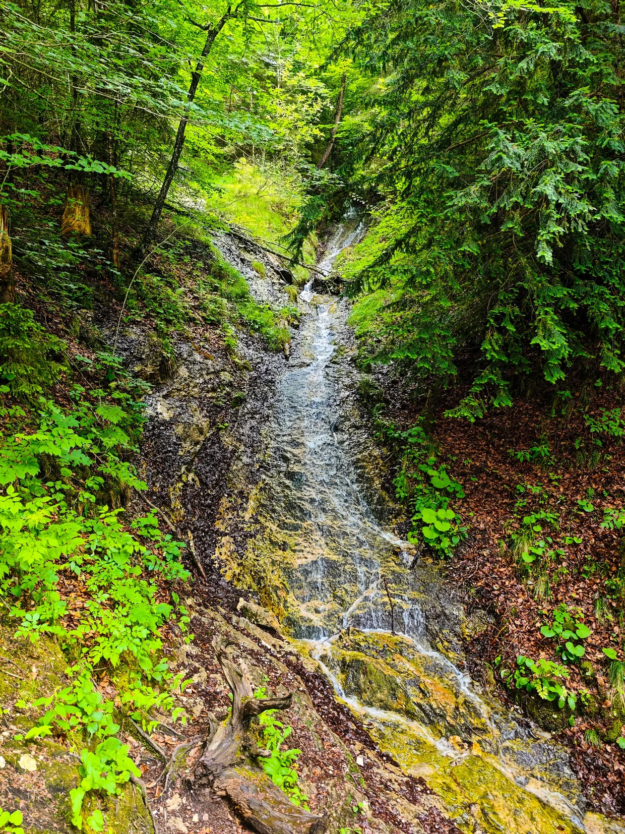 A small forest cascade in the woods near the lake