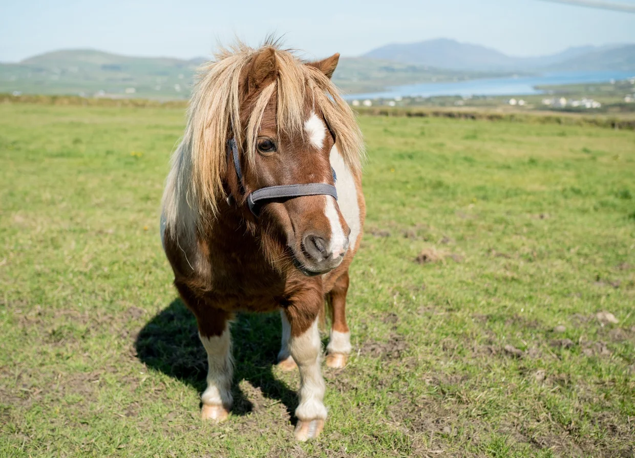 A Shetland pony in a green field on the Ring of Kerry with a bay behind