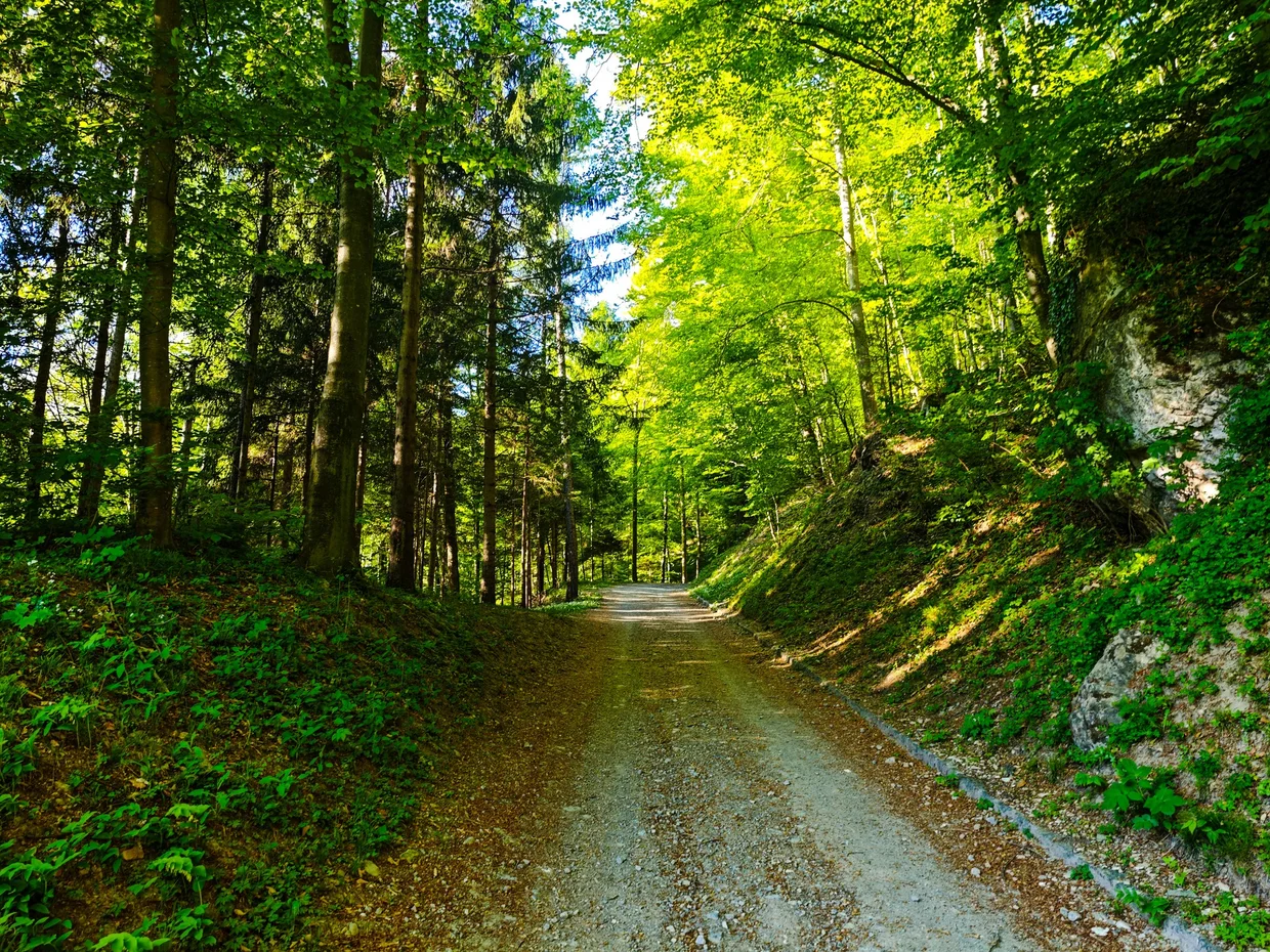 Quiet stretch of the path through the trees
