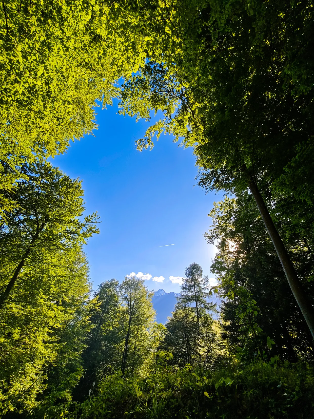 Looking up through the canopy at a mountain peak