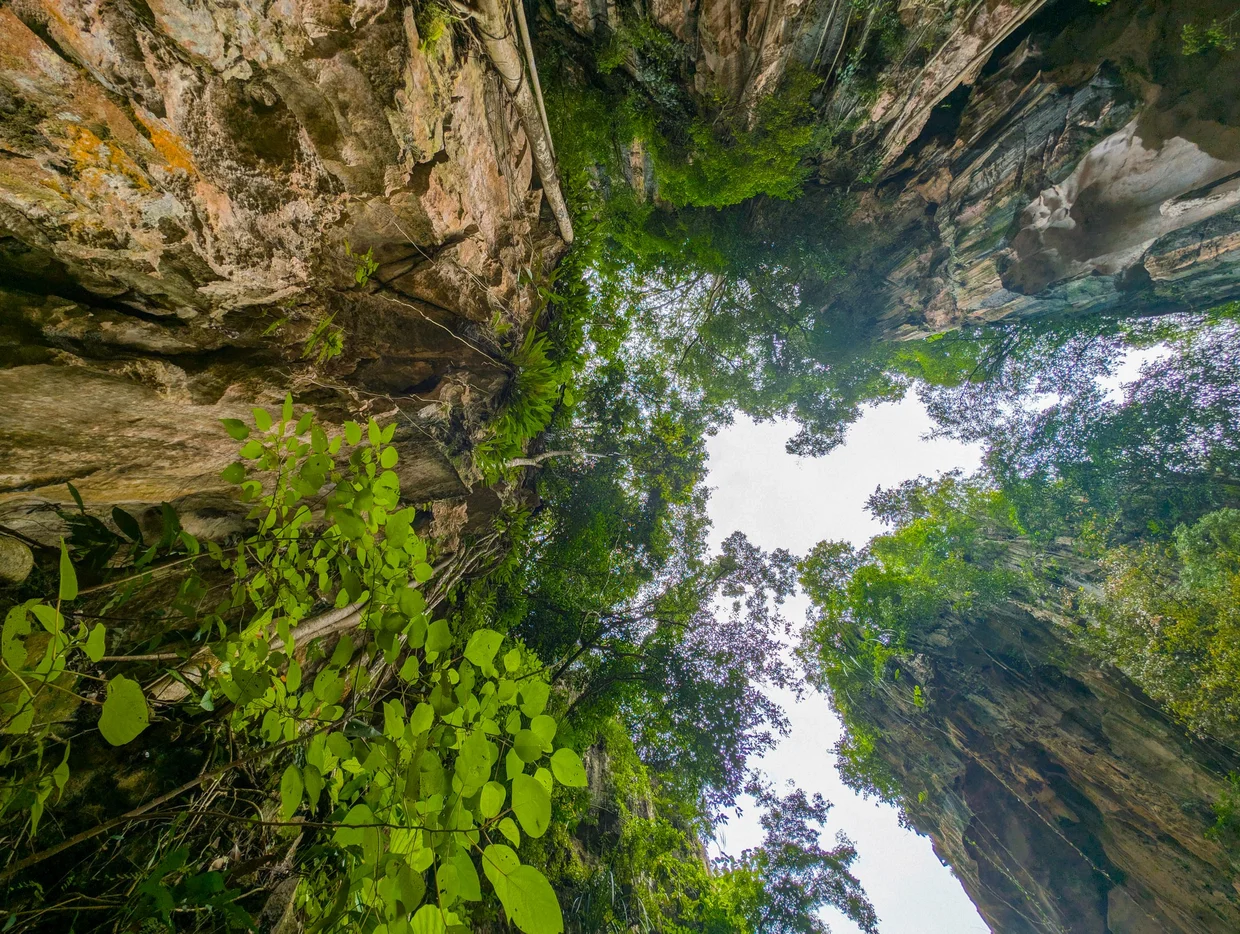 Limestone cave skylight with dense canopy above
