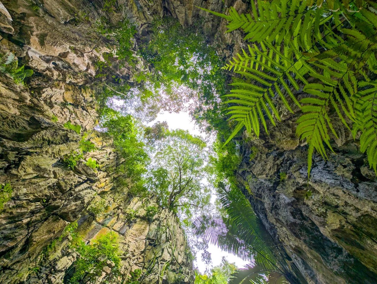 Ferns clinging to the walls