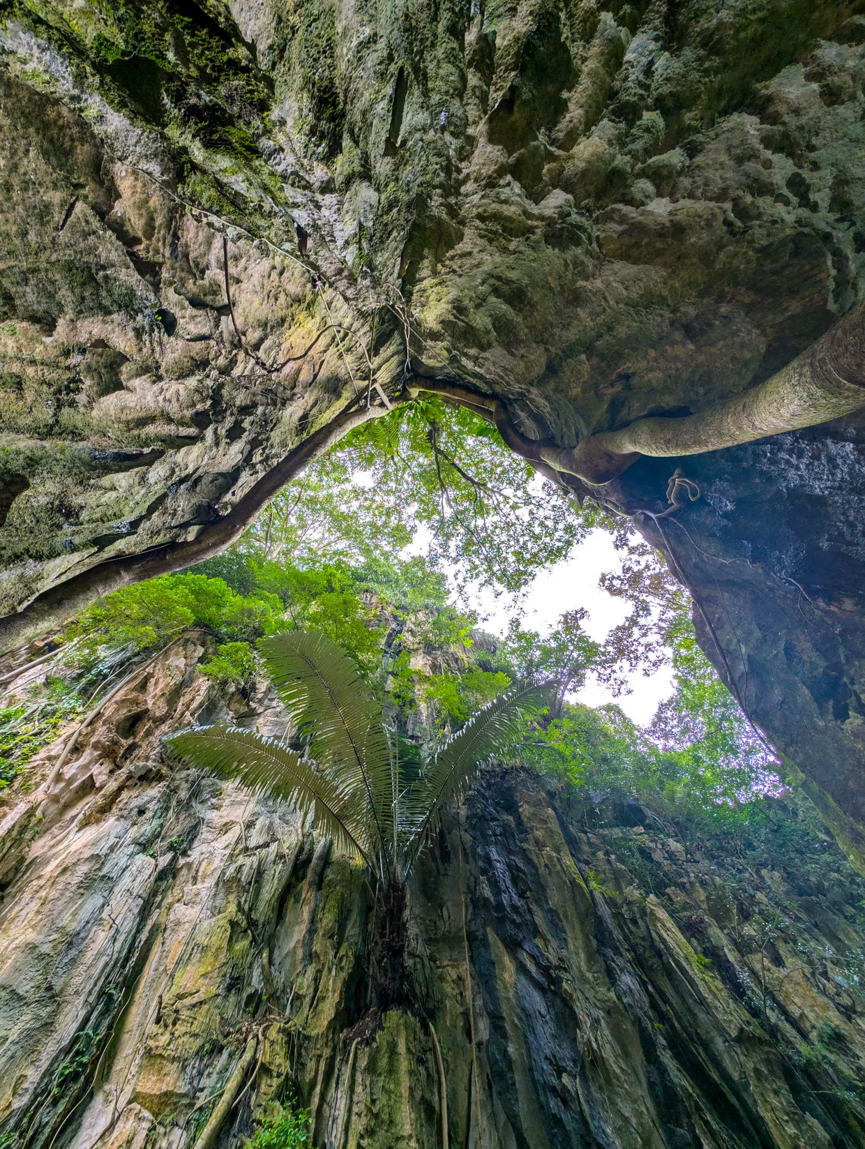 A single tree growing out of the cave roof