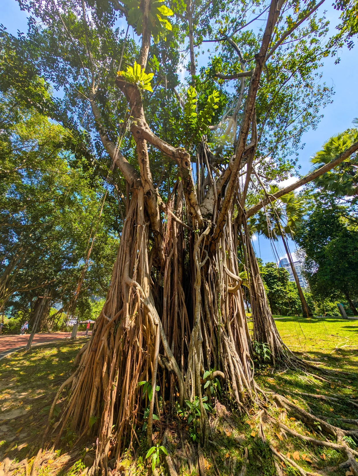A banyan tree just doing its thing in the city