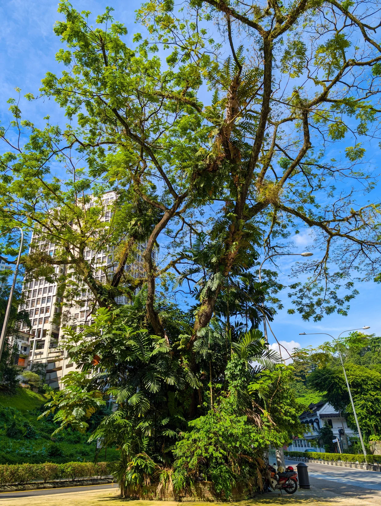 A large heritage tree spreading over a street in central Kuala Lumpur