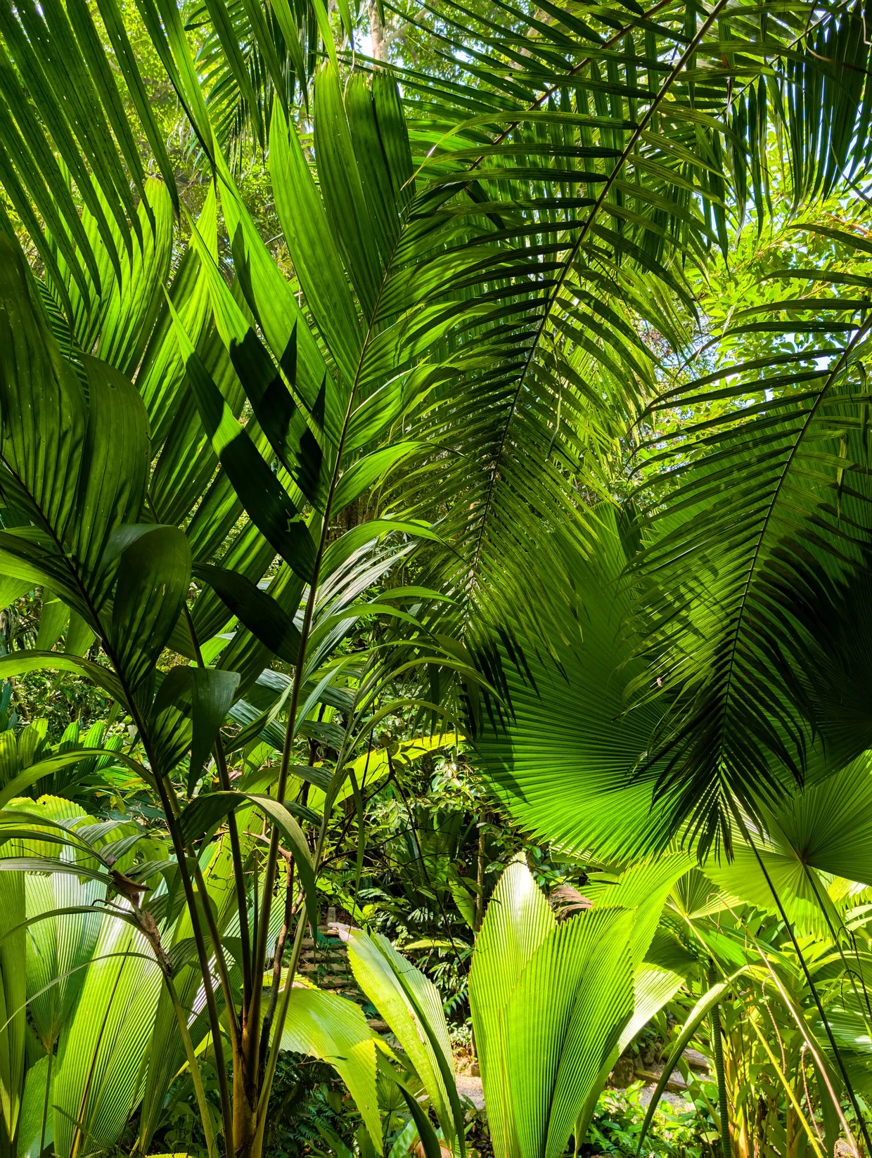 Layered tropical fronds in the Spice Garden