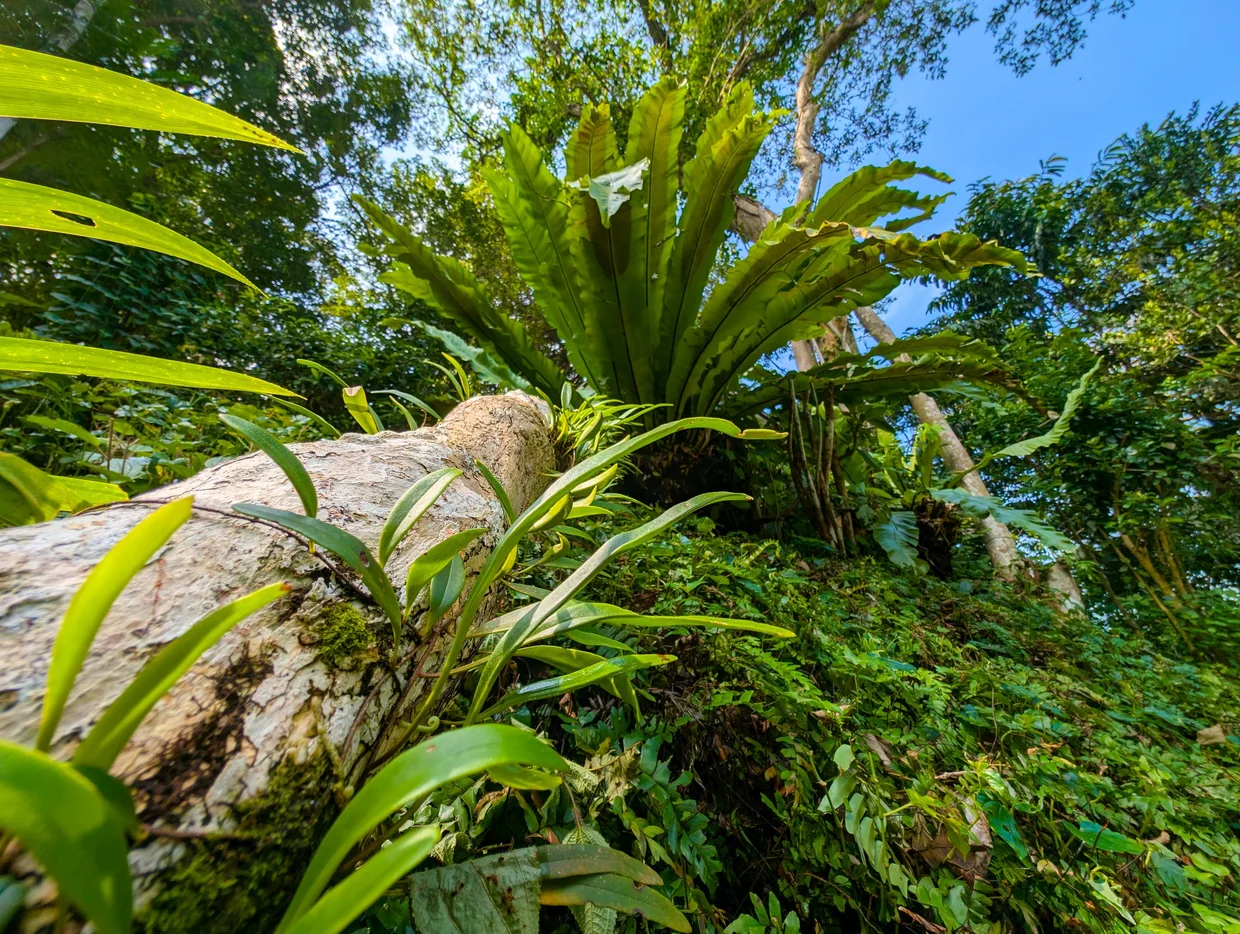 Bird's nest fern close-up on the forest floor