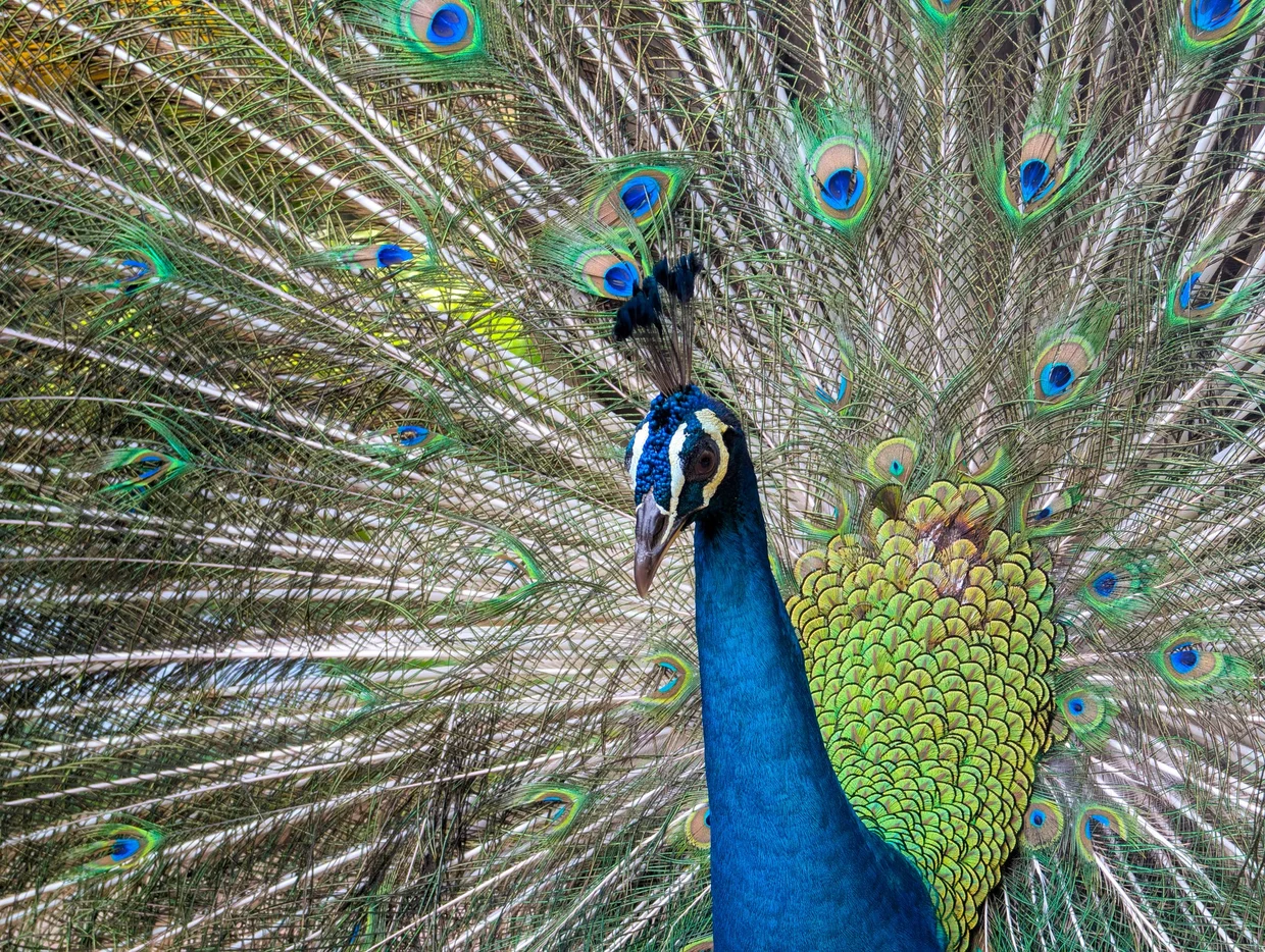 Peacock at KL Bird Park, fanned out