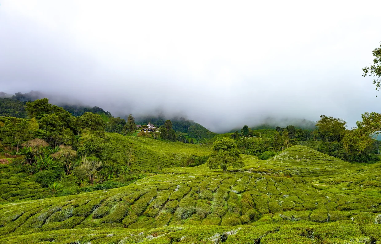 Cameron Highlands tea plantations rolling into mist
