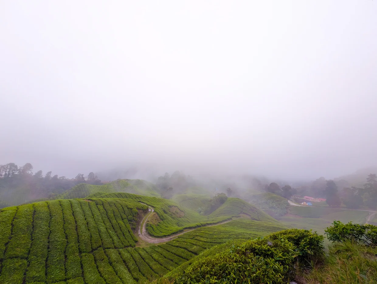 Tea plantation road in heavy fog