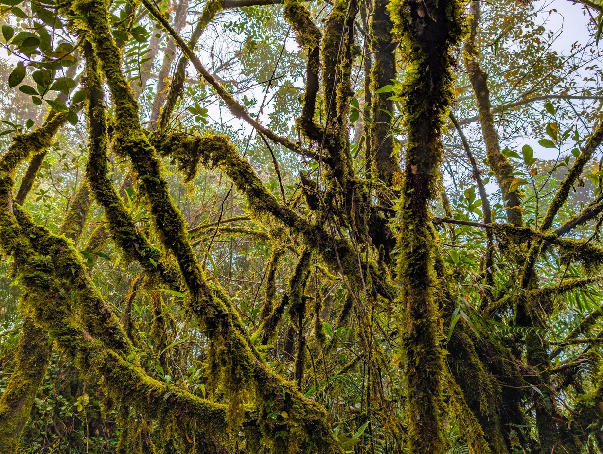 The mossy understory