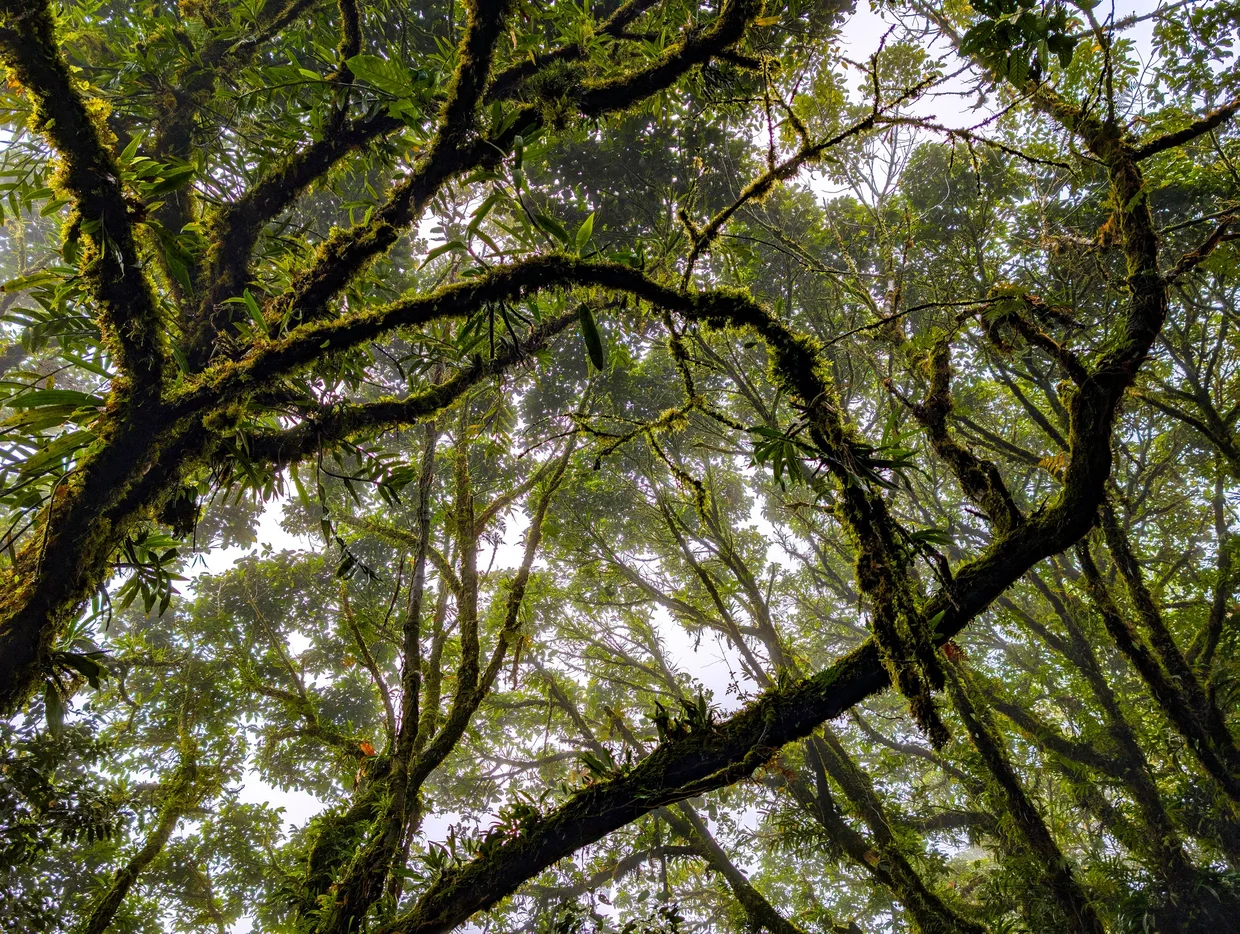 Looking up through tangled moss-covered branches