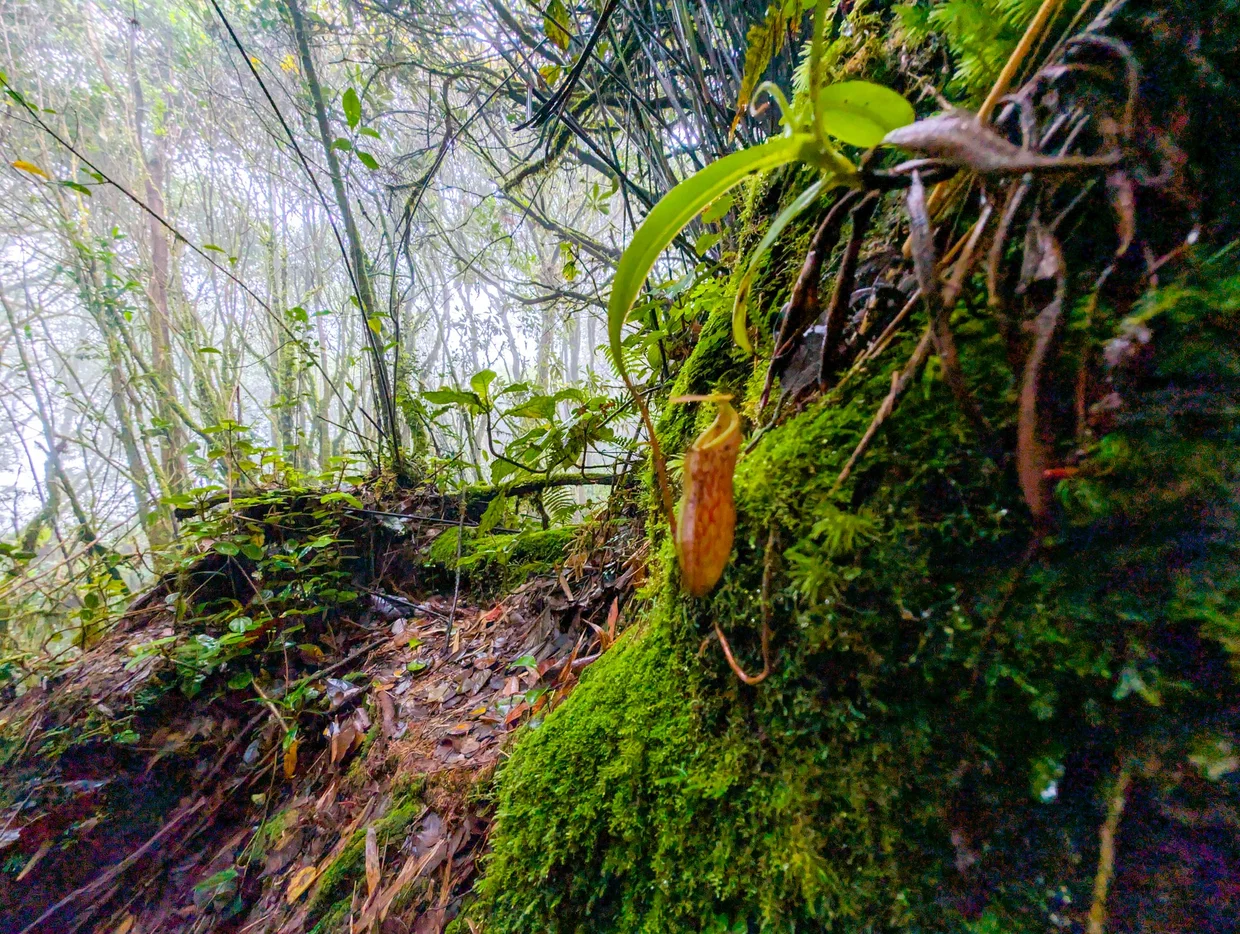 Pitcher plants and ferns