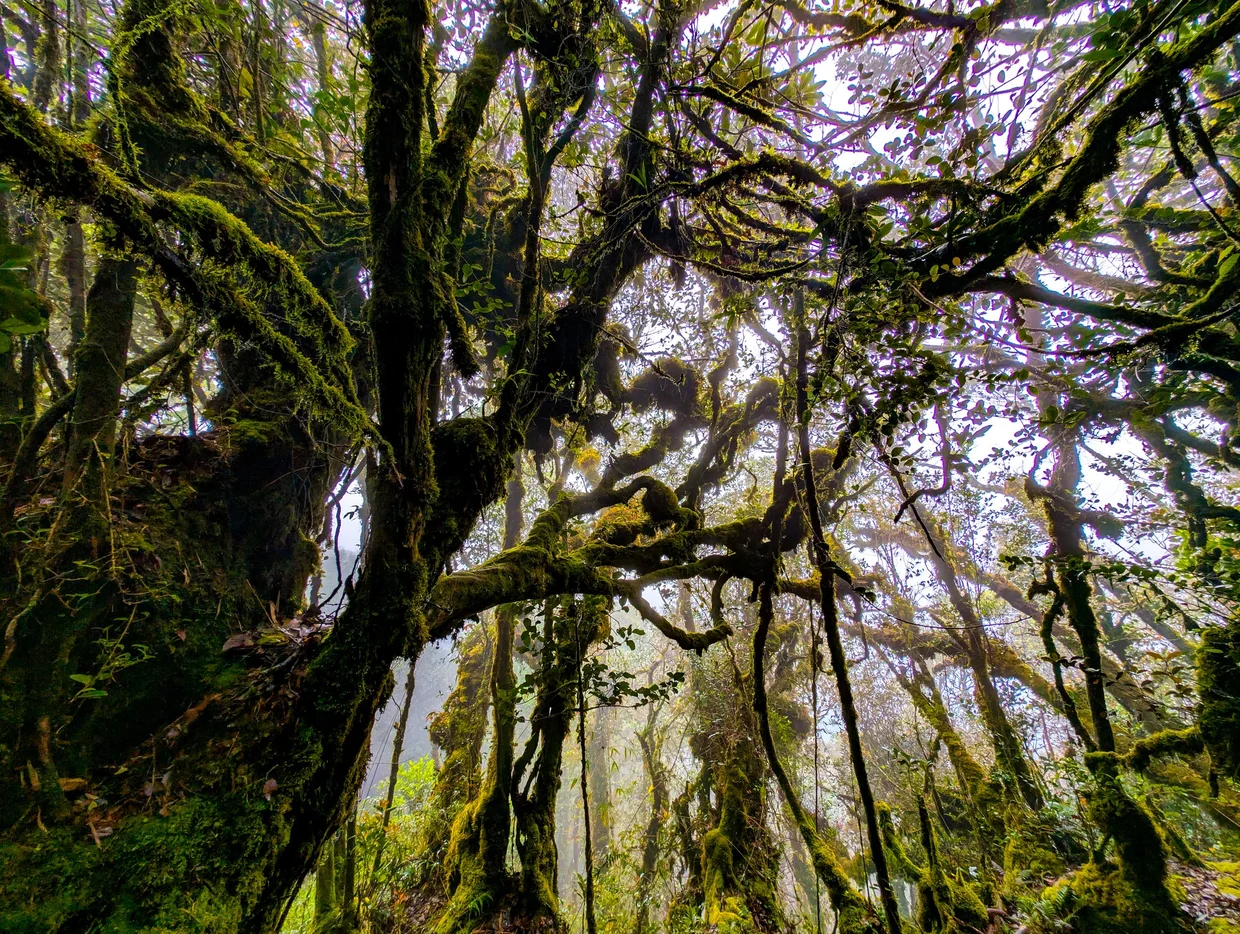 Branches reaching across the canopy