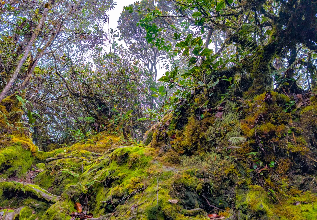 Moss-covered branches and forest floor