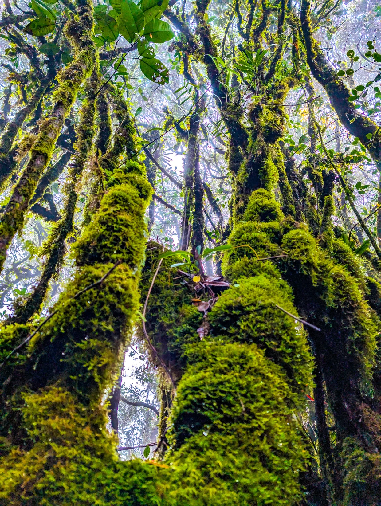 Mossy Forest trees wrapped in thick green lichen