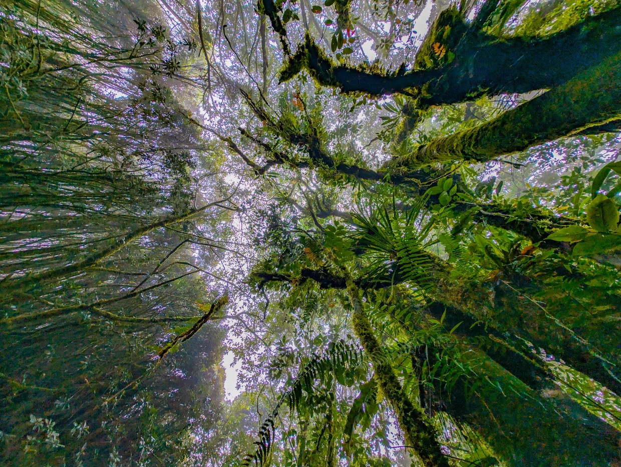 Looking straight up