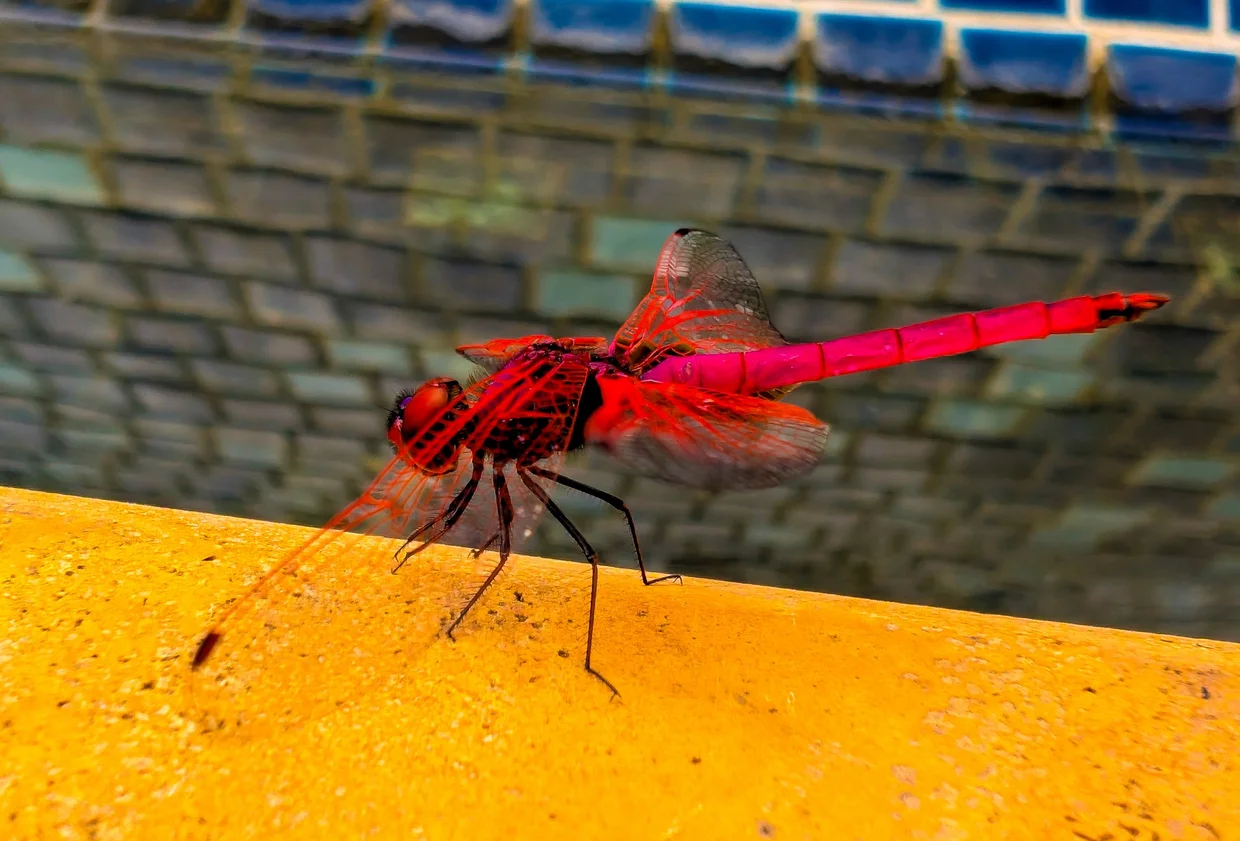 The reddest dragonfly I've ever seen