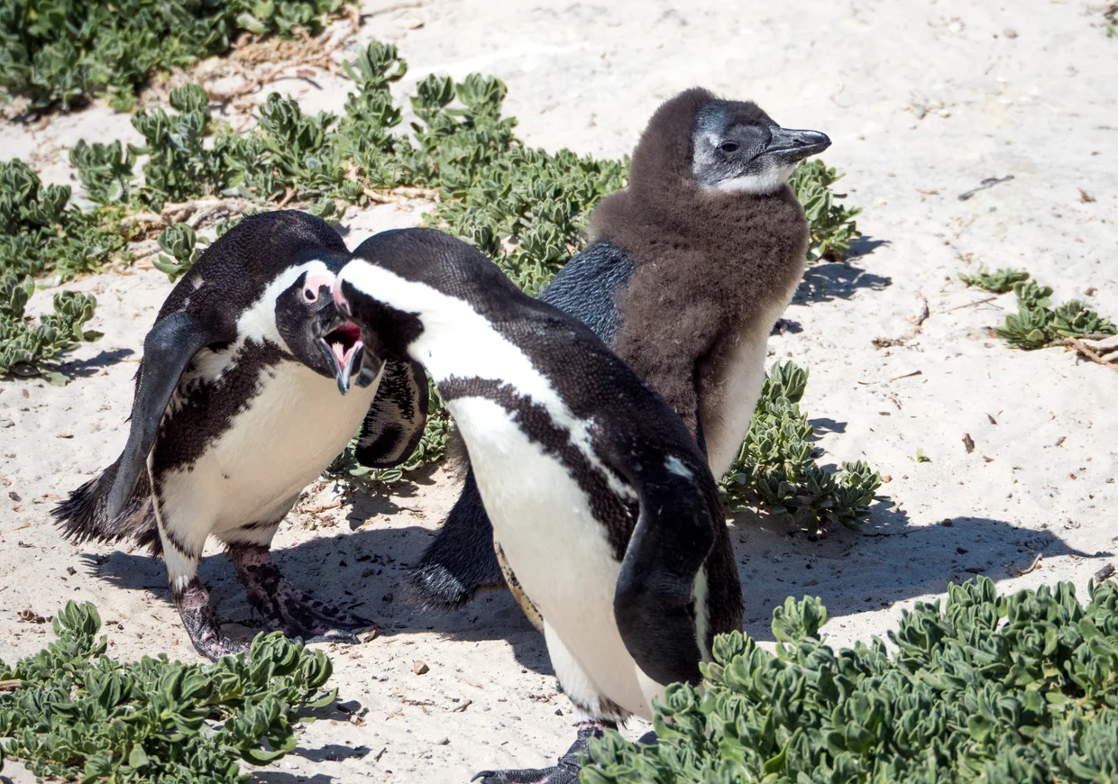 African penguins up close with a fluffy juvenile