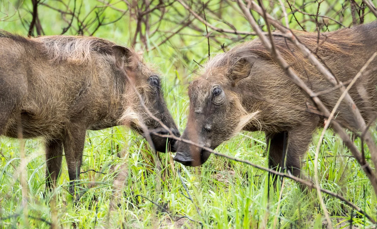 Two warthogs facing each other in green bush