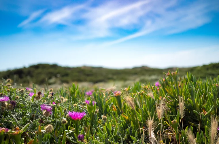 Algarve in bloom