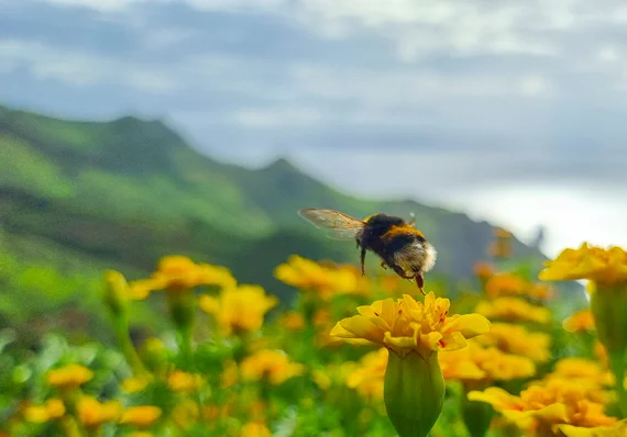 Flores