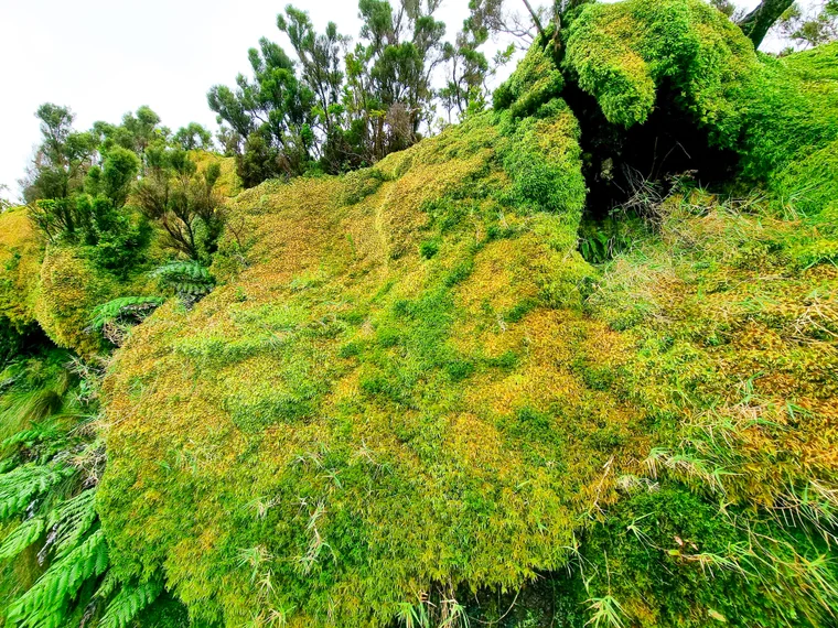 Coastal landscape on Flores in the Azores