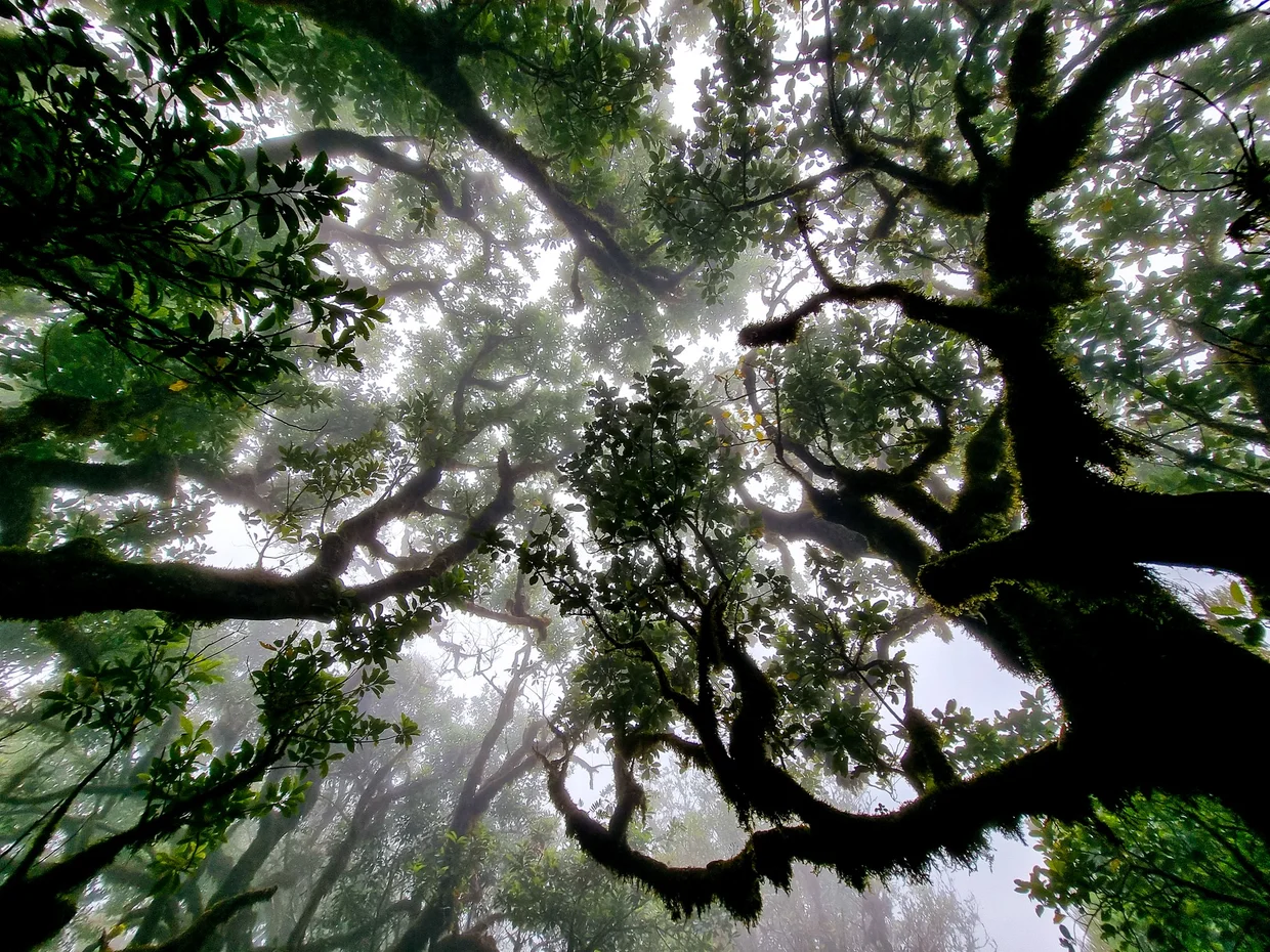 Looking up through the laurel forest canopy, branches silhouetted in mist