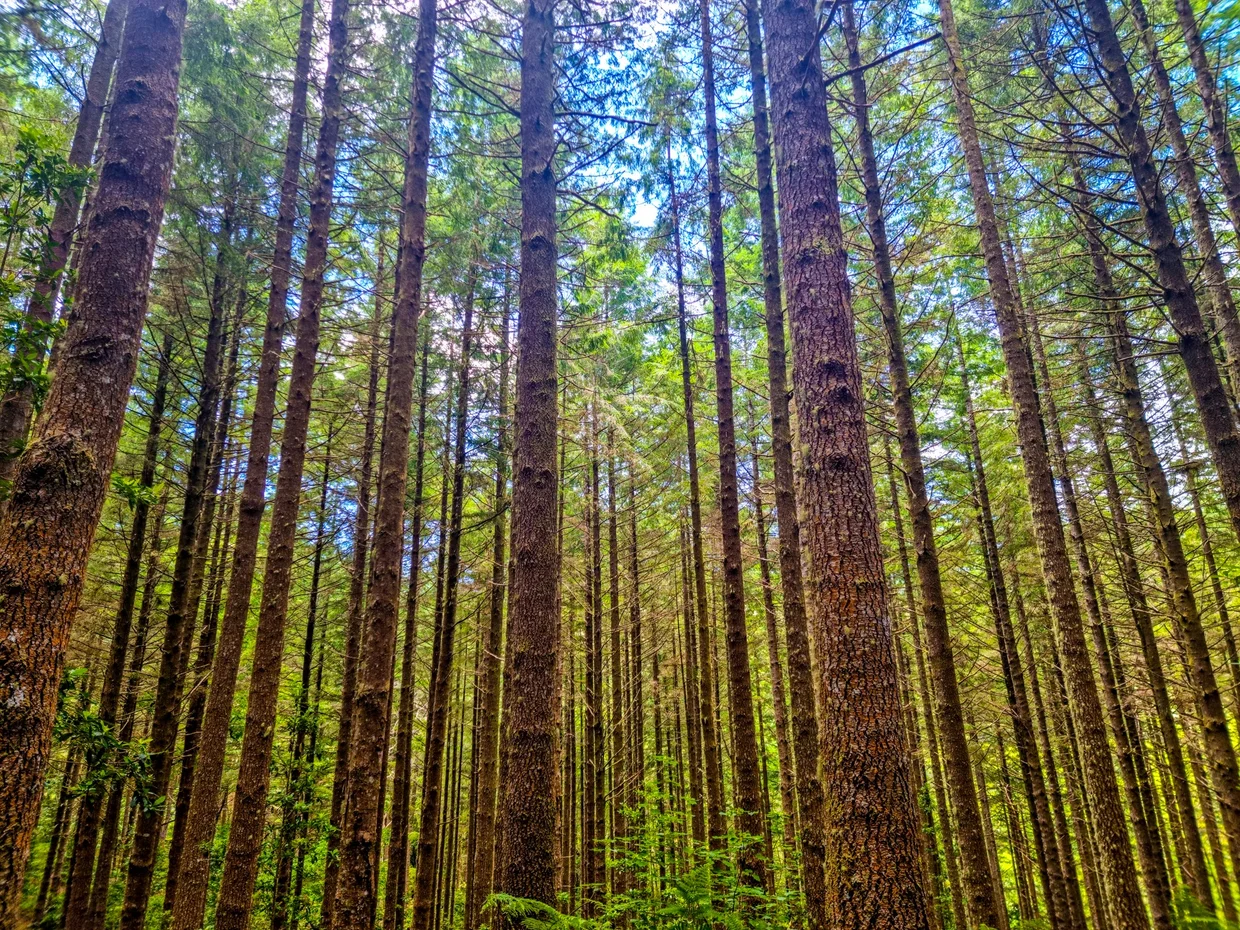 Tall straight trees in a pine forest, sunlight filtering through the canopy