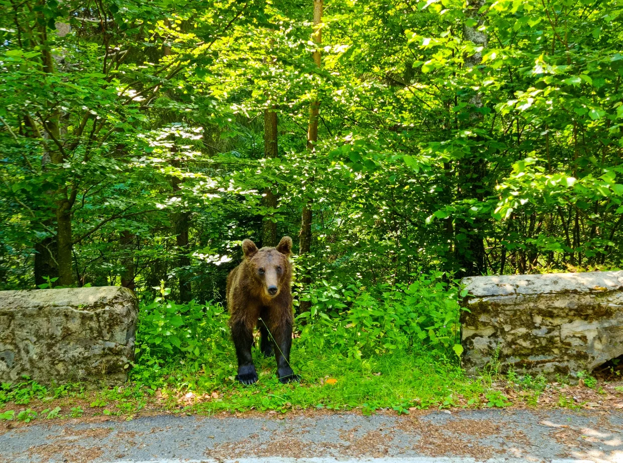 A bear standing by the roadside