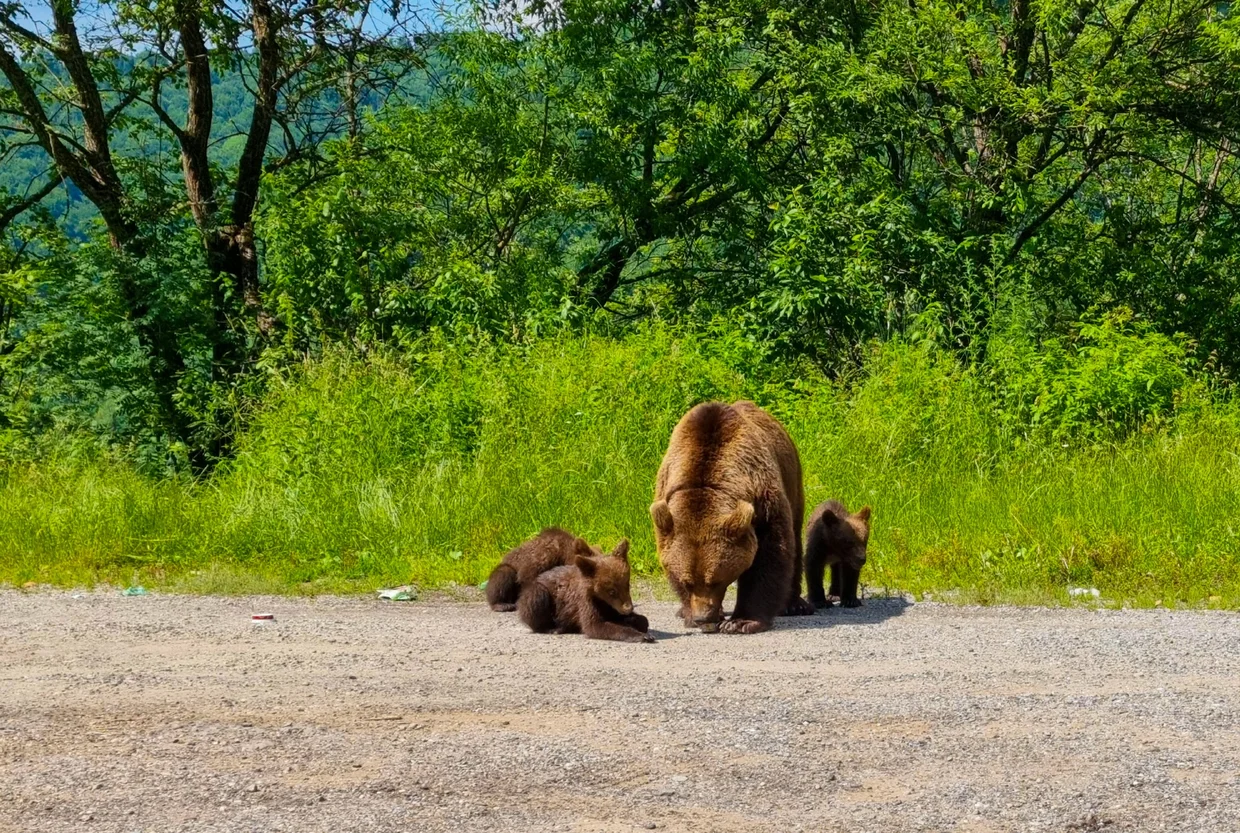 Bears near the road while cars pass