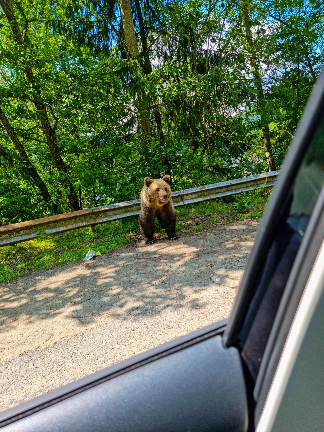 A bear close to the guardrail from the car window