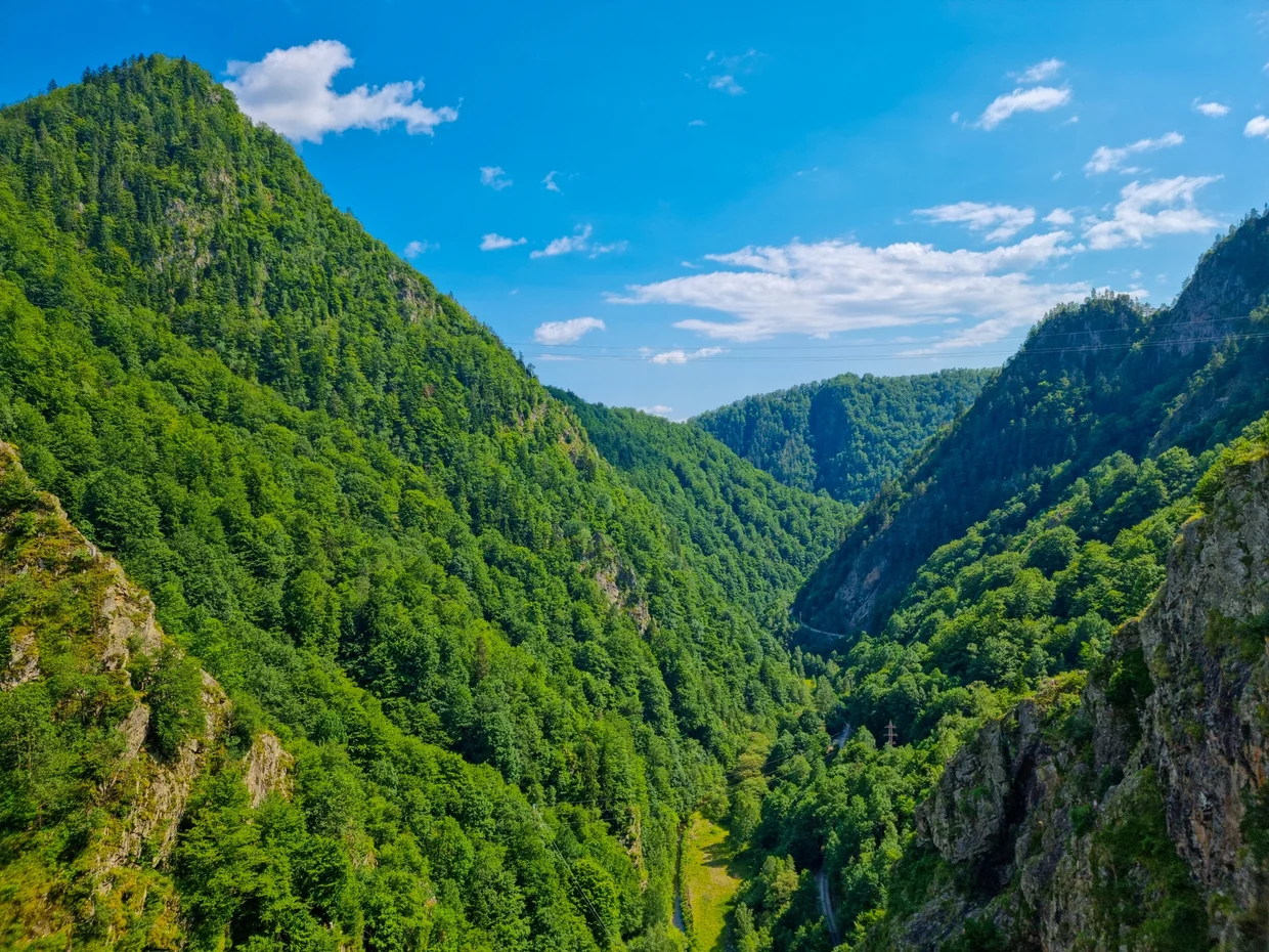 Forested gorge below the Vidraru route