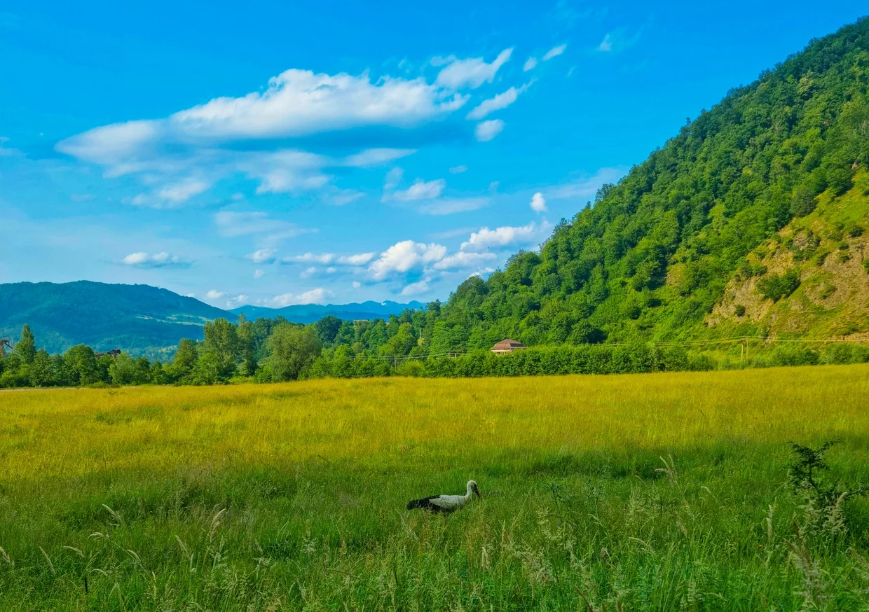 A stork in a green meadow with wooded hills near the Vidraru route