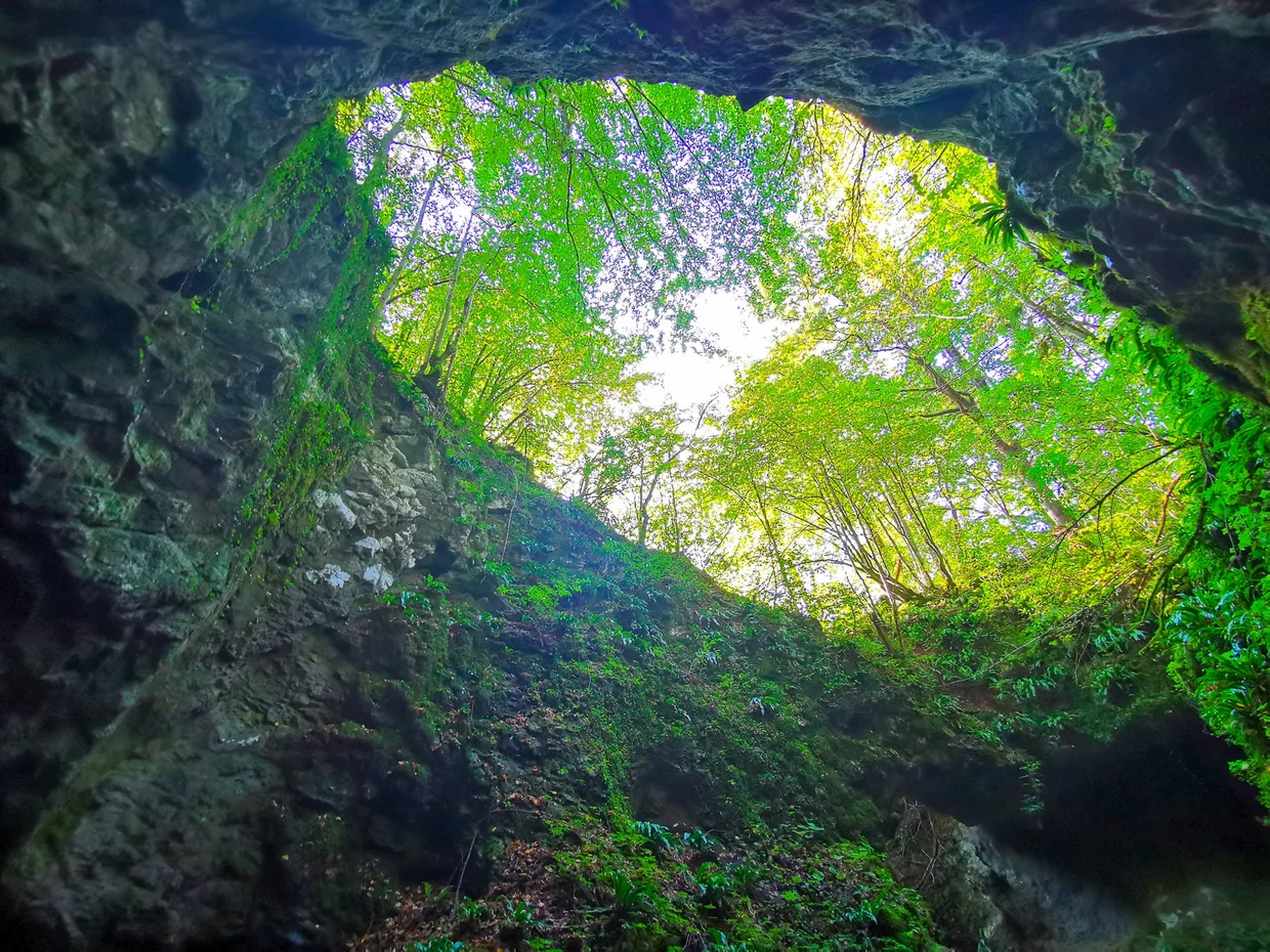 Wide cave sinkhole at Škocjan with bright green trees above